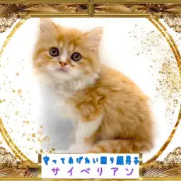 【 サイベリアン 】困り顔が可愛いすぎる愛されサイベちゃん