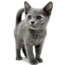 ロシアンブルー