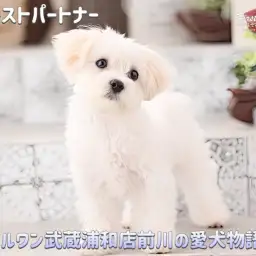 【 ファーストパートナー 】さいたま武蔵浦和店スタッフ前川の愛犬物語！