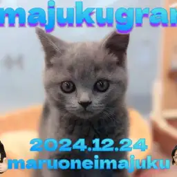 【 イマジュクグラム 】目ヂカラ最強の丸顔に癒されるブリティッシュの男の子！