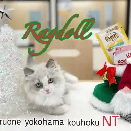 【 ラグドール 】抜群のルックス！青い瞳の甘えんBOYが港北NT店にやってきた！