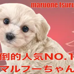 【 MIX 】MIX界では大人気のマルプーちゃんの女の子!!