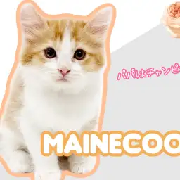 【 メインクーン 】パパはチャンピオン!ルックスも性格も完璧な激カワにゃんこ!