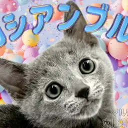 【 ロシアンブルー 】可愛いと美しさを兼ね備えたまさに非の打ち所がない男の子！