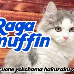 【 ラガマフィン 】見た目と性格のギャップが最高！どんどん遊び好きに成長中！