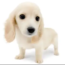 ミニチュア・ダックスフント