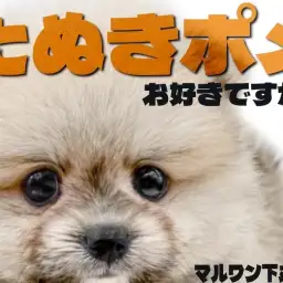 【 ポメラニアン 】コロコロボディのたぬきポメと笑顔いっぱいのペットライフ!