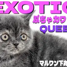 【 エキゾチック 】拳法の達人?面白さは誰にも負けないペチャ顔ぶちゃカワ姫が登場