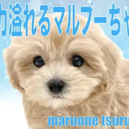 【 MIX 】魅力溢れる、圧倒的人気のマルプーちゃんの男の子!!