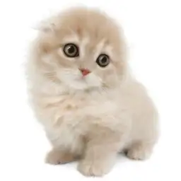 スコティッシュフォールド