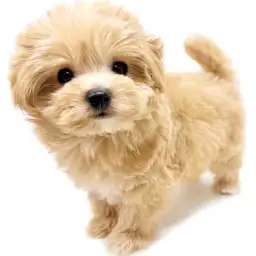 MIX（マルチーズ×トイプードル）