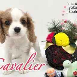 【 キャバリア 】一目惚れ間違いなし！超絶美形なブレンハイムの女の子