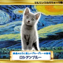 【 ロシアンブルー 】可愛すぎる!毎日の生活に癒しをくれる男の子