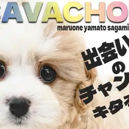 【 キャバション 】絶大人気のキャラクター性に間違いなし！両親譲りの最強MIX