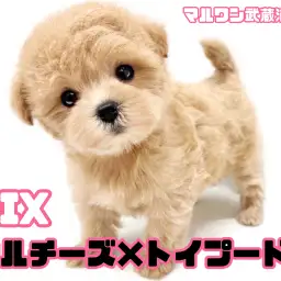 【 マルプー 】マルチーズとトイプードルの大人気MIXが埼玉浦和に登場！