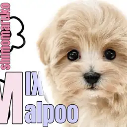 【 MIX 】オンリーワンな可愛さ無限大!人気犬種の両親を持つマルプーの女の子