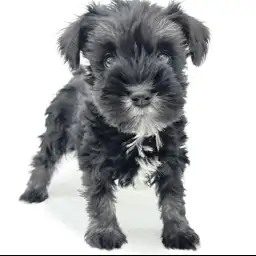 ミニチュア・シュナウザー