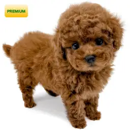 トイ・プードル