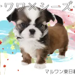 【 MIX チワワ×シーズー 】ぺったんこマズルのオンリーワンなチワズー登場！