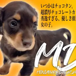 【 ミニチュアダックスフント 】バレンタインの申し子!チョコレートカラーの女の子