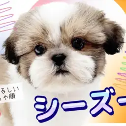 【 シーズー 】根強い人気を誇る人気者!温厚なシーズーちゃんが登場!