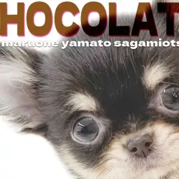 【 チワワ 】生後2ヶ月で体重490gの小さめサイズ！オシャレなチョコカラー！