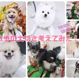 【 お迎え後のポイント お散歩編 】高井戸店スタッフがお散歩の大切さを考えてみた