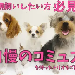 【 多頭飼い 】自慢のコミュニケーションスキルを持ったトリオをご紹介!!