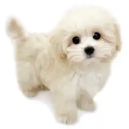 MIX（トイプードル×マルチーズ）