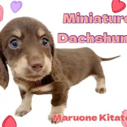【 ミニチュアダックスフント 】まろ眉がトレードマーク!社交性豊かな美少女わんこ