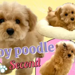 【 トイプードル 】生後4ヶ月半！タイニーサイズに成長中のちびっ子ぷーちゃん！