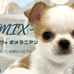【 チワポメ 】レアMIX!あどけない顔が母性心を擽るチワポメちゃんが仲間入り!