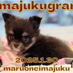 【 イマジュクグラム 】生後2ヶ月で505g!小さめチョコタンチワワの女の子!