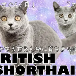 【 ブリティッシュショートヘア 】穏やかに成長を遂げたブリたんの2ndレビュー！