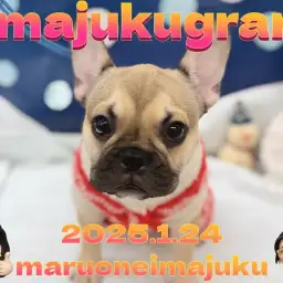 【 イマジュクグラム 】無防備すぎる超癒し系フレンチブルドッグのお昼寝姿特集！