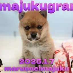 【 イマジュクグラム 】白い靴下を履いたポメラニアンと柴犬のレアMIX犬登場!