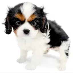 キャバリア・キングチャールズ・スパニエル