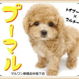 【 プーマル 】トイプードルとマルチーズのミックス犬が新登場!童顔好きは必見!