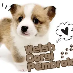 【 ウェルシュコーギーペンブローク 】激かわフェイス!最高の癒し犬が登場!