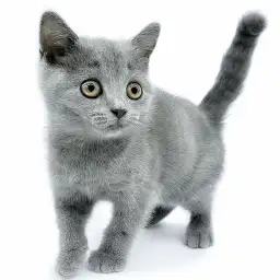 ブリティッシュショートヘア