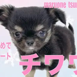 【 チワワ 】艷やかなブラック＆タンカラーの小さめな女の子！！