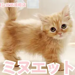 【 ミヌエット 】人気のレッドタビーカラー! 困り顔が可愛い短足の女の子!