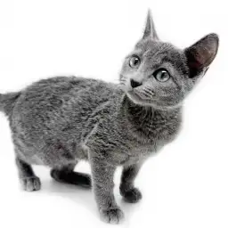 ロシアンブルー