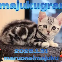 【 イマジュクグラム 】大きな瞳と縞模様が美しいアメリカンショートヘアの女の子！