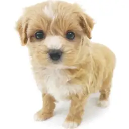 MIX（マルチーズ×トイプードル）