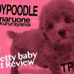 【トイプードル】鮮やかなレッドカラー!反則級の上目遣いに心鷲掴み!!