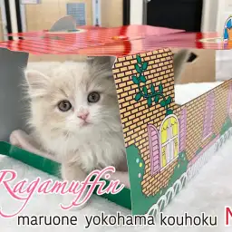 【 ラガマフィン 】一目見た瞬間心惹きつけられる可愛さ！プレミアムにゃんこ降臨