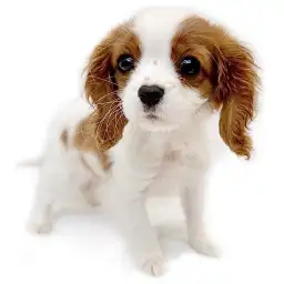 キャバリア・キングチャールズ・スパニエル