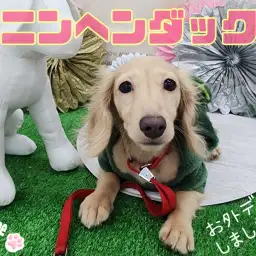 【 カニンヘンダックス 】生後5ヶ月を迎えた多頭飼いもオススメな女の子をご紹介!