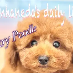 【 トイプードル 】生後3ヶ月で1.1kg!小柄で元気いっぱいのおりこうワンコ!